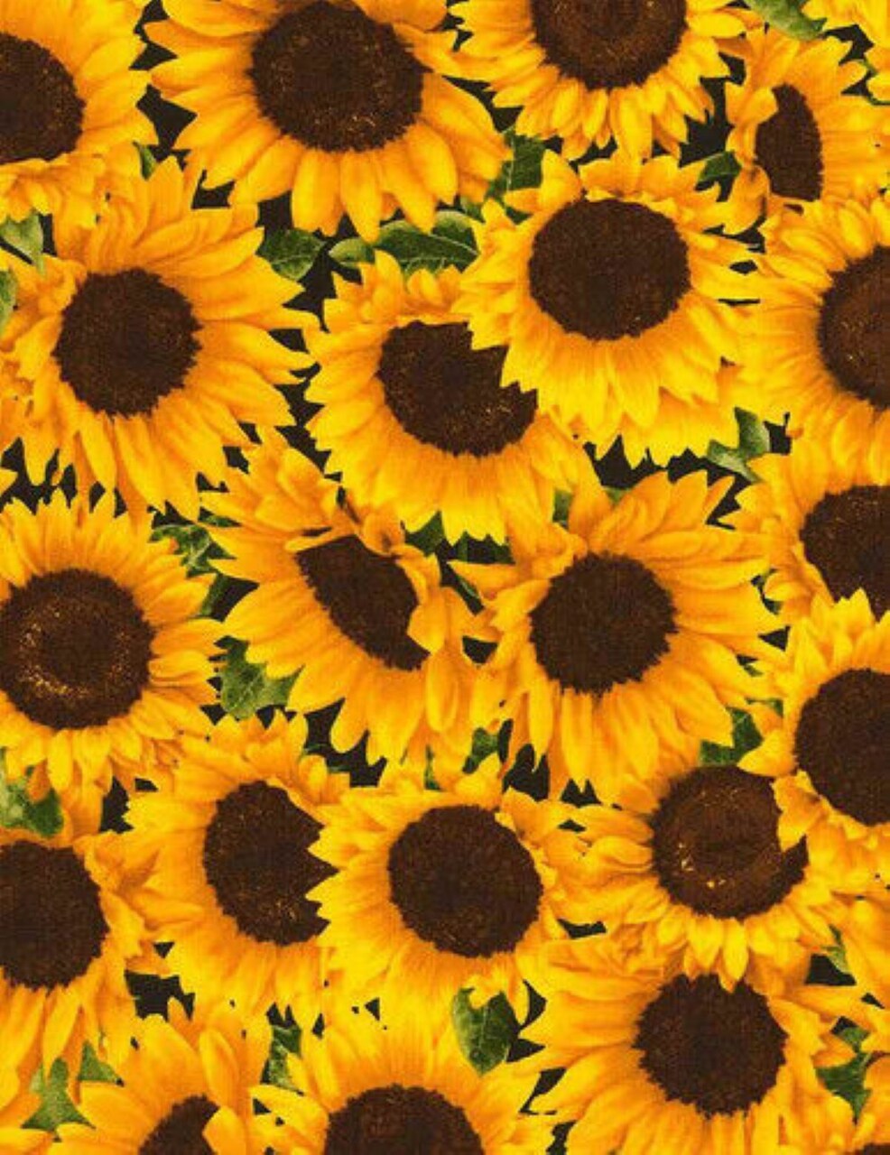 Timeless Treasures Sunflower Farm Packed Sunflowers Sunflower Fabric